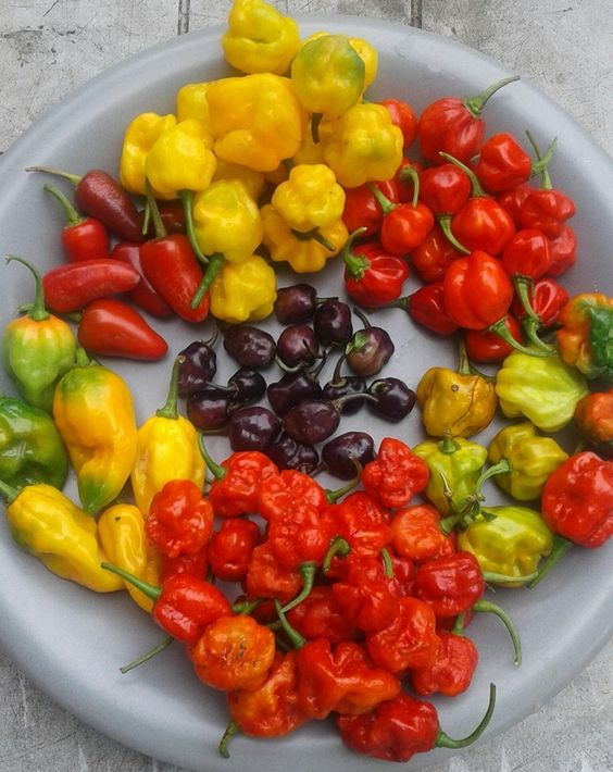 Green-Ringer-Peppers-Are-truly-Really-great-For-Mens-Wellbeing
